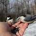 sitelle et mésange / nuthatch and chickadee