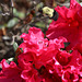 RED AZALEA....   ( a bee about to land )     March 2020