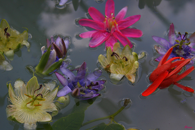 Tableau floral