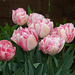 More wet tulips