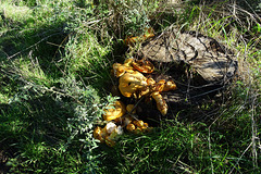 Mushrooms In Tejeda