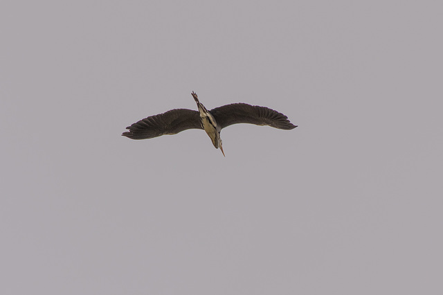 Grey Heron Flyover
