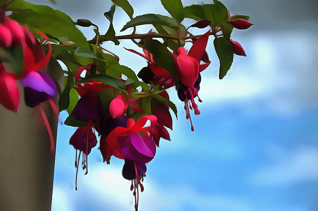 fuchsia