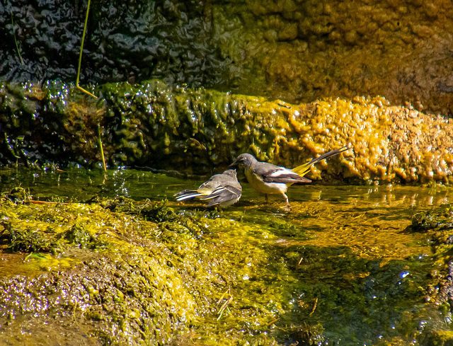 Grey wagtails