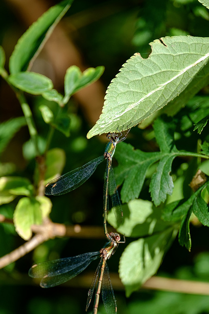 Emerald Damselflies mating