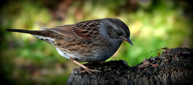 Accenteur mouchet (Prunella modularis - Dunnock)