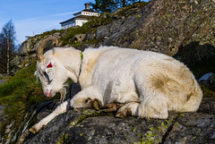 Fløyengeitene