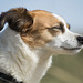 Jack Russell Terrier Clifford DSC09511