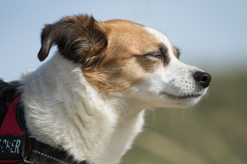Jack Russell Terrier Clifford DSC09511