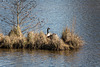 20150308 7239VRTw [D~PB] Kanadagans (Branta canadensis), Steinhorster Becken, Delbrück