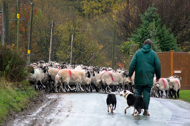 Sheep ont' road
