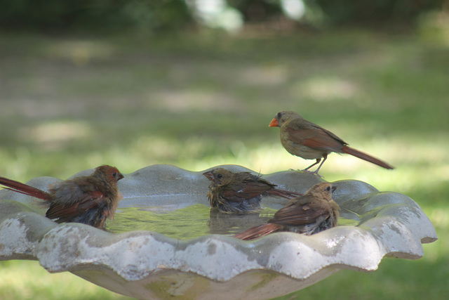 Wheeeew!  this hot Georgia summer!  lets' cool off!   my garden...