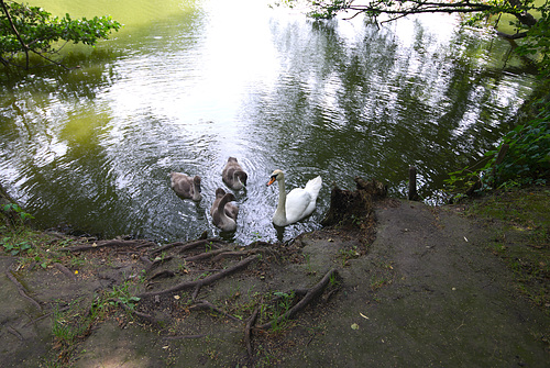 Im Arboretum Trostjanez