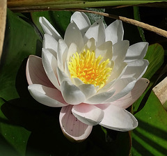 ...dans le langage des fleurs,le lotus  représente  la pureté,l'accomplissement personnel;cette fleur a quelque chose de sacré,depuis la nuit des temps...