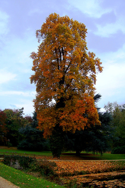 DE - Jüchen - Autumn at Schloss Dyck