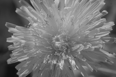 Monochrome dandelion