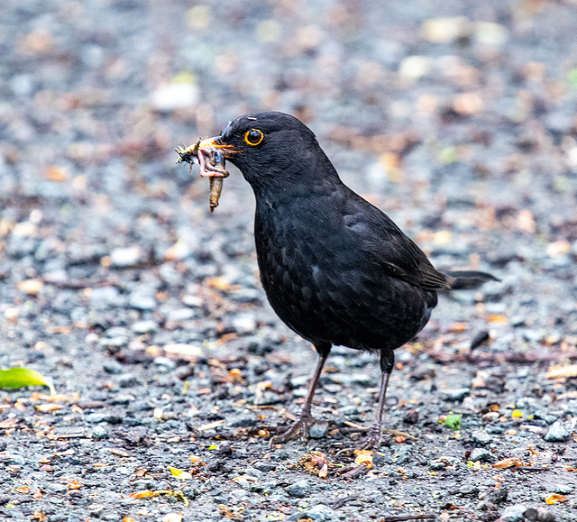 Blackbird with its prize
