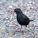 Blackbird with its prize