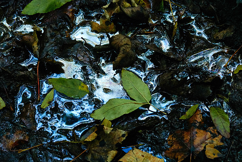 Wet And Muddy Puddled Leaves