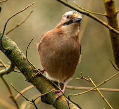 A jay in Eastham Woods