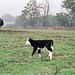 Youngster in fields near Mordiford (Scan from 1991)