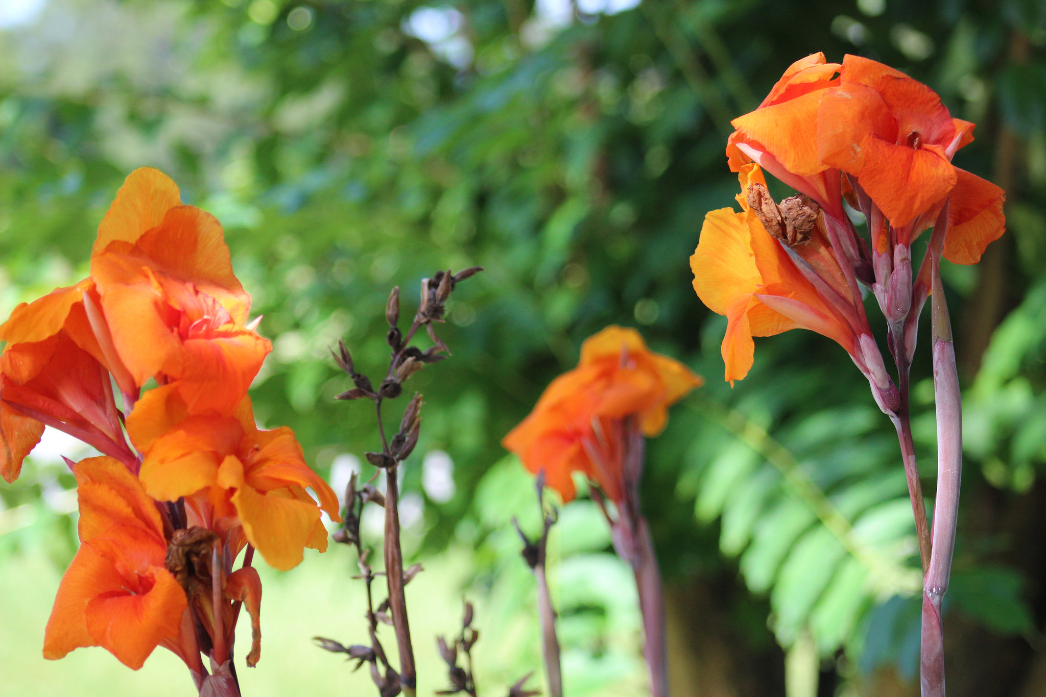 CANNA  Lily ~~~