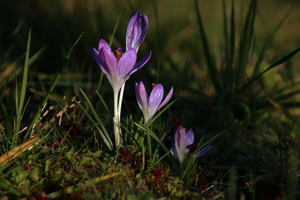Une bulbeuse de printemps