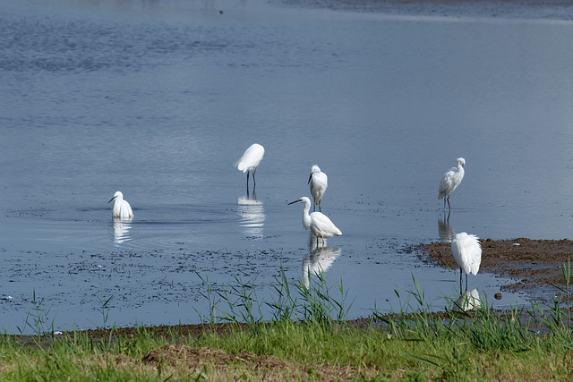 Little Egret