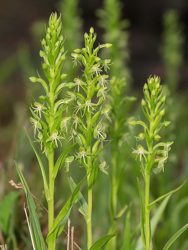 Habenaria repens (Water-spider orchid)