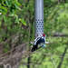 Great spotted woodpecker