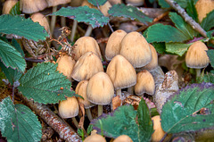 Fungi Season