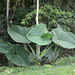 Mexico, Palenque, Huge Leaves in the Archaeological Park