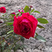 Rose du parc************