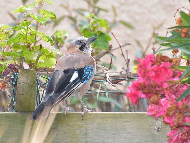 Eurasian jay (Garrulus glandarius) DSB 1111