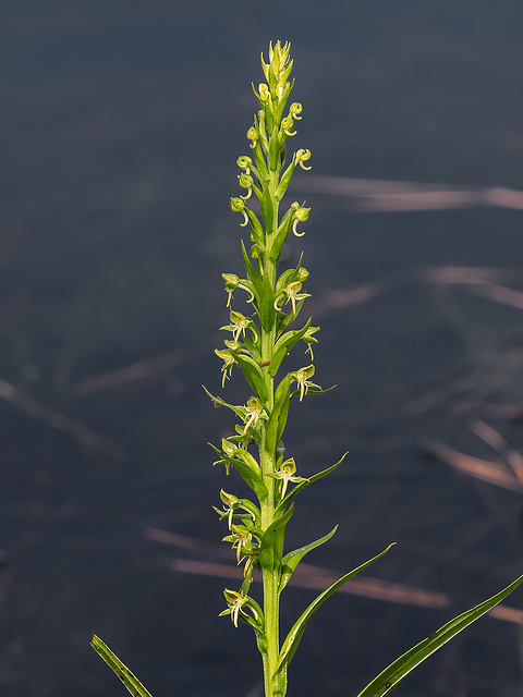 Habenaria repens (Water-spider orchid)