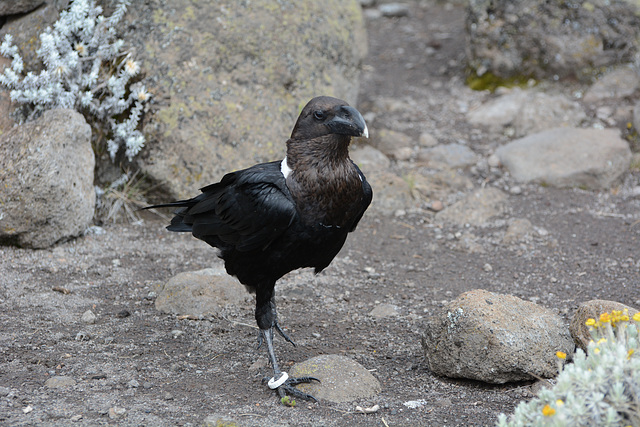 Kilimanjaro, Raven Living on the Rocks of Zebra