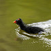 Moorhen chick