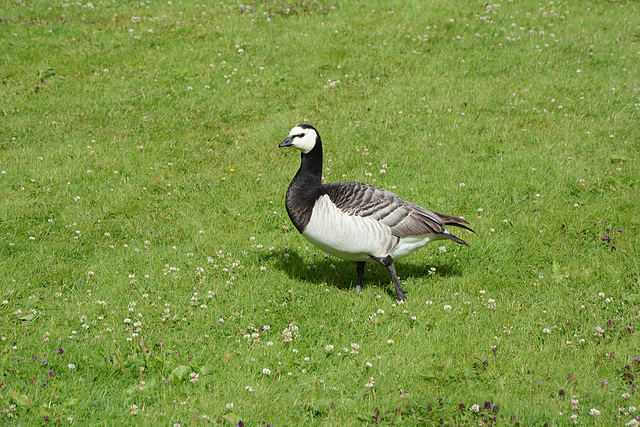 Sweden, Stockholm, One Barnacle Goose in the Park of Drottningholm