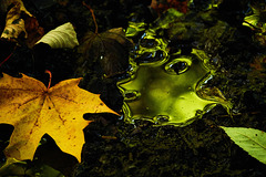 Wet And Muddy Puddled Leaves