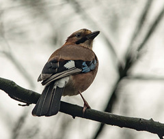 A jay in Eastham Woods3