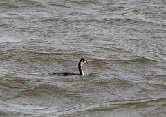 West kirby marine lake