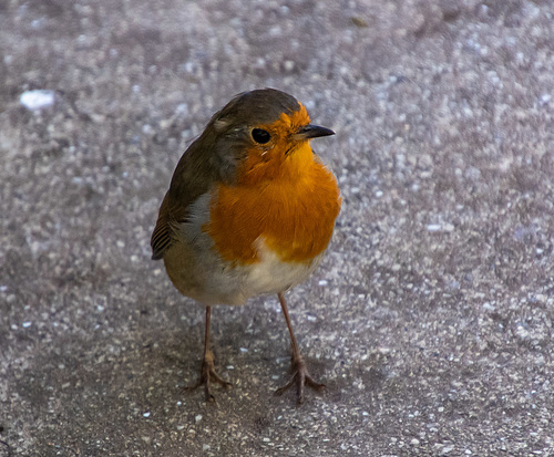 Robin