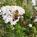 Große Schwebefliege (Syrphus ribesii) auf Gemeiner Schafgarbe (Achillea millefolium)