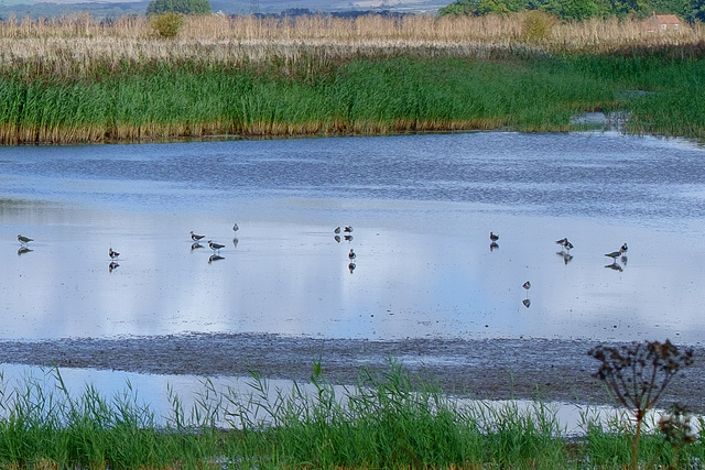 Waders