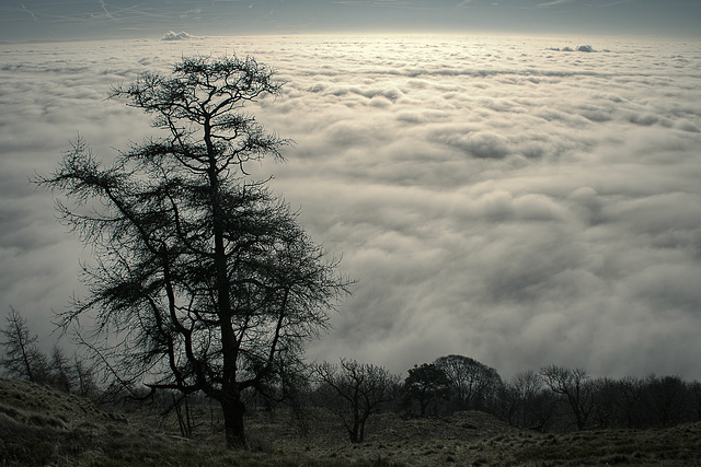 Above the Fog