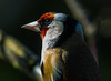 Goldfinch