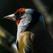 Goldfinch