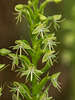 Habenaria repens (Water-spider orchid)