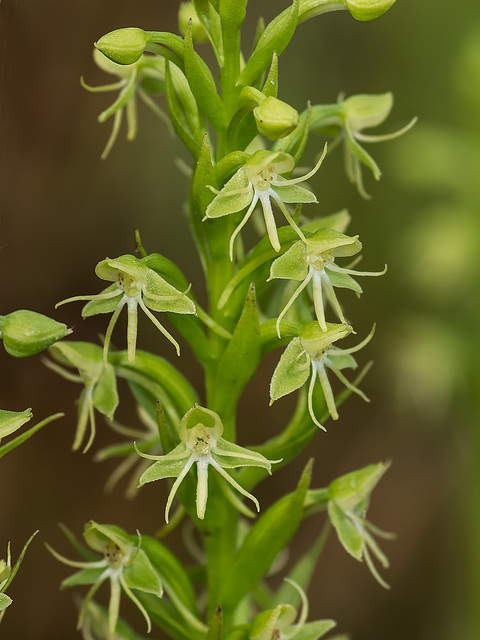 Habenaria repens (Water-spider orchid)