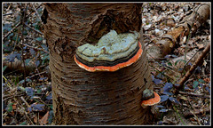 Fomes Fomentarius.....